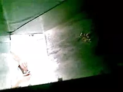 Koloa vecchie maiale pelose e Zadka in video
