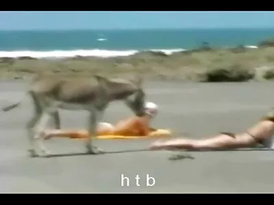 Due vecchie baldracche giovani amanti caldi